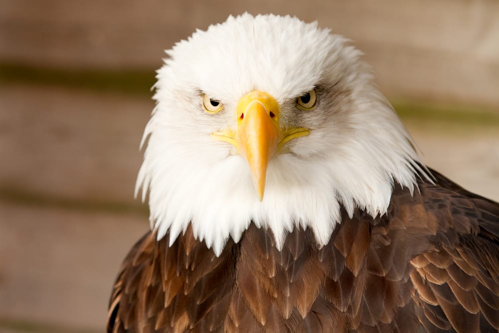 white head eagle facing front